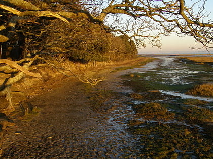 boldre foreshore new forest