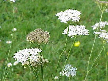 Hucclecote Meadows