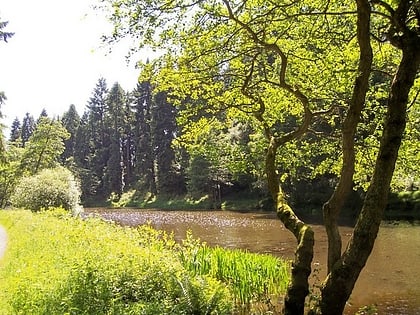 soudley ponds forest of dean