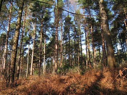 bedgebury forest