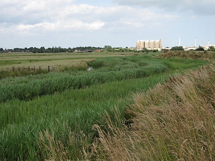 cantley marshes lingwood and burlingham