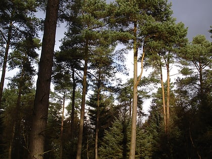 dalby forest north york moors