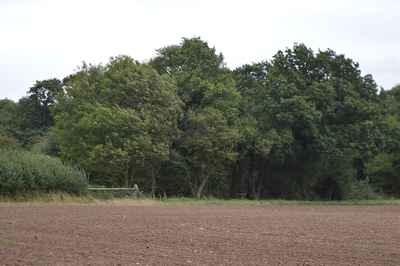 balsham wood