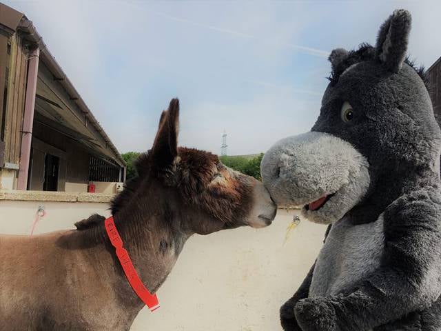 donkey sanctuary ivybridge