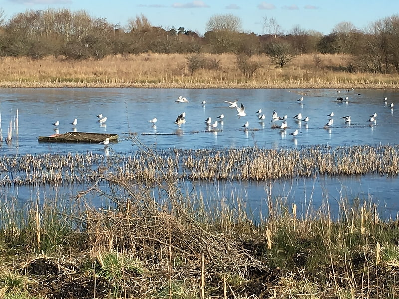 greenhead moss wishaw