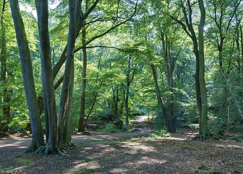 epping forest loughton