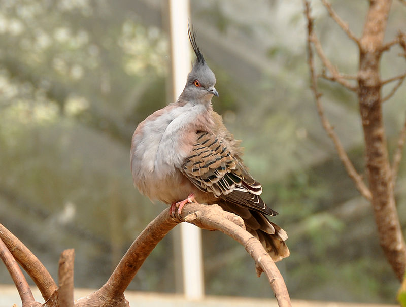 Zoo de Paignton