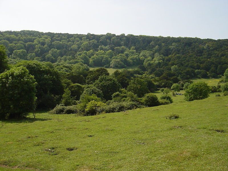 Kingley Vale National Nature Reserve