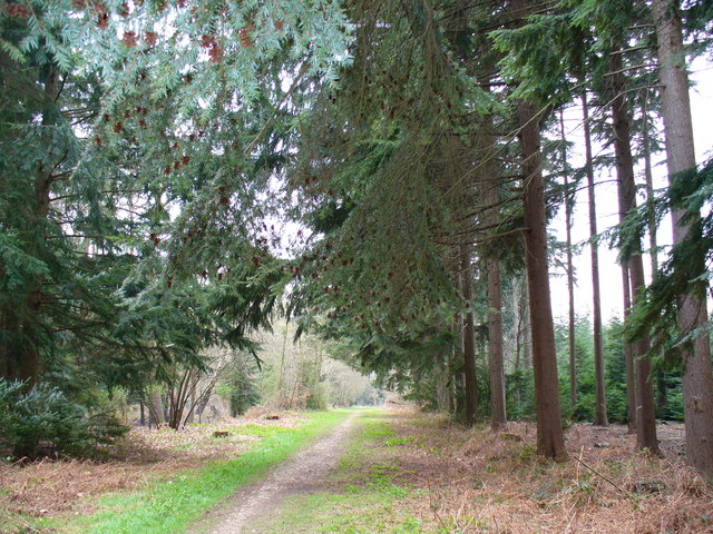 Forêt d'Alice Holt