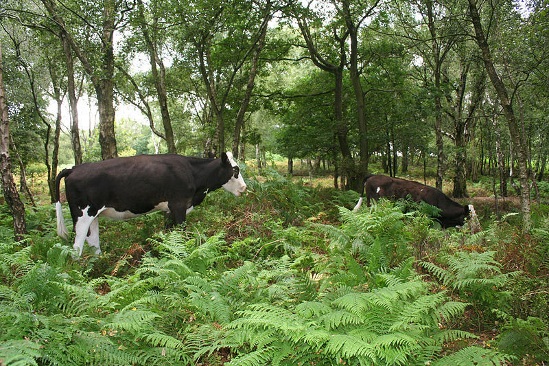 Bickerton Hill