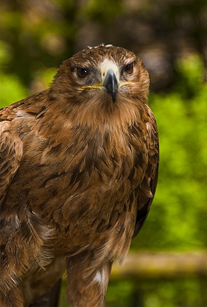 Birdland Park and Gardens