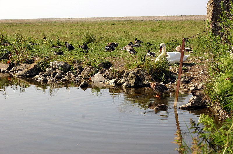 Salthouse Marshes