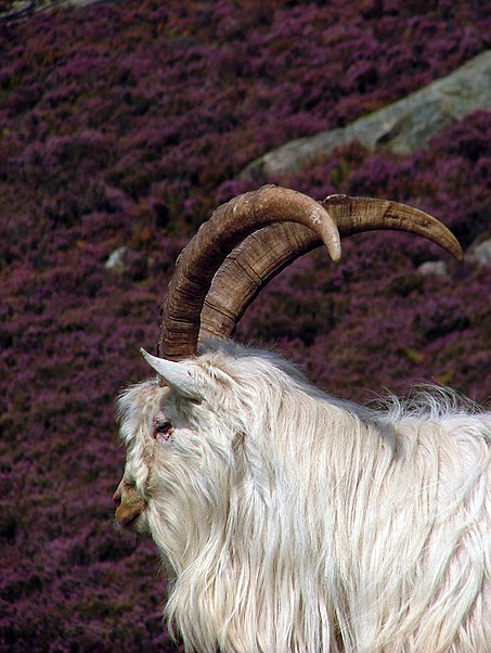 Holy Island