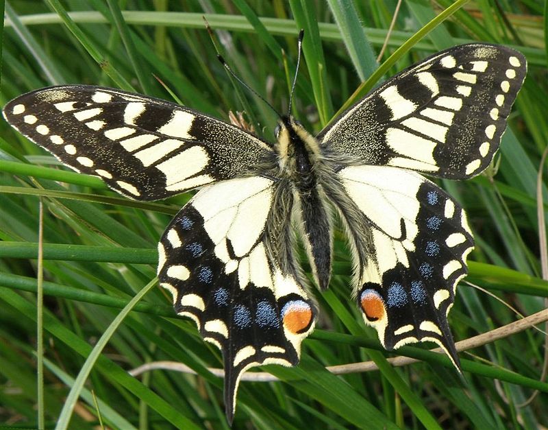 Strumpshaw Fen RSPB reserve