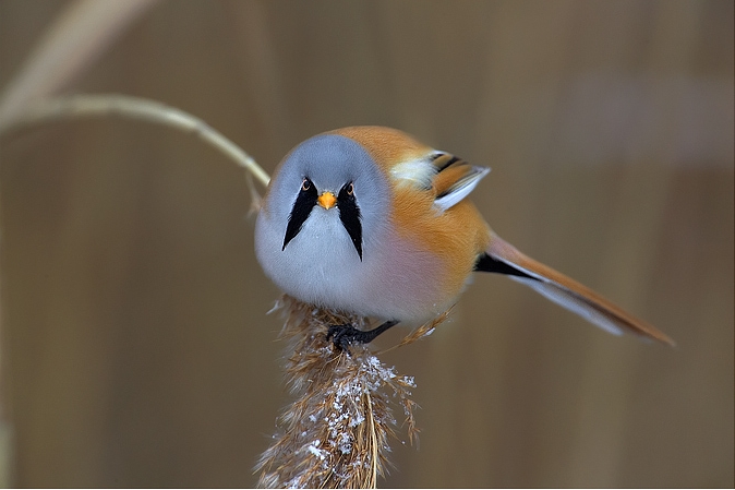 Cley Marshes