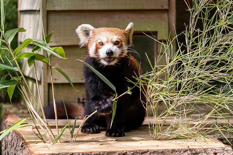 Zoo de Paignton