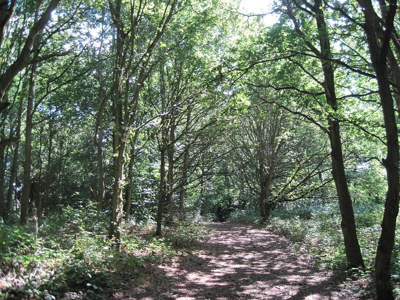 Arrandene Open Space and Featherstone Hill