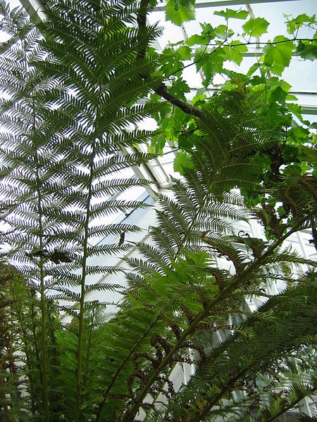 Inveresk Lodge Garden