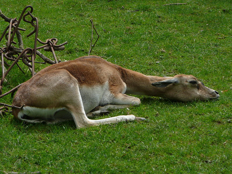 Zoo de Howletts