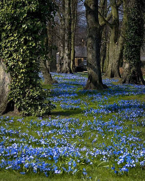 Alnwick Garden