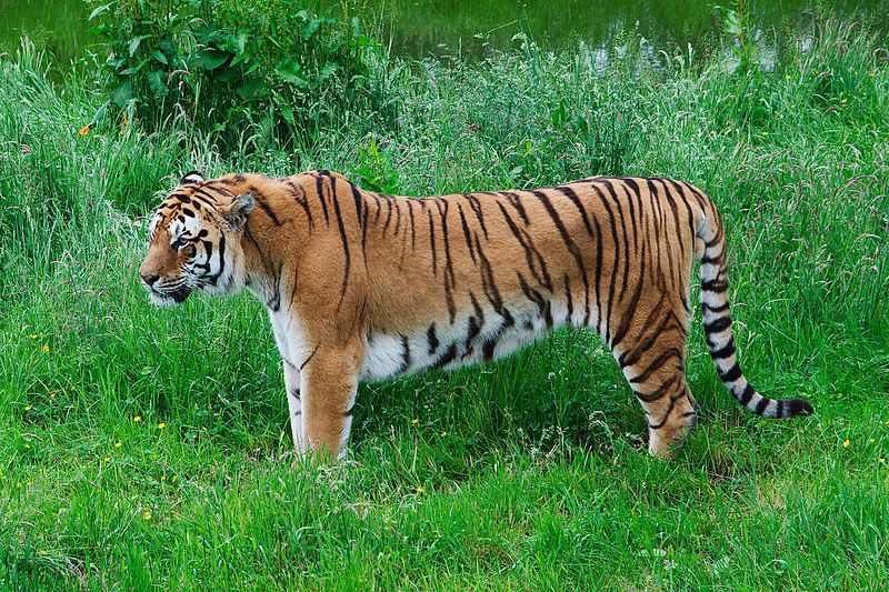 Blair Drummond Safari Park