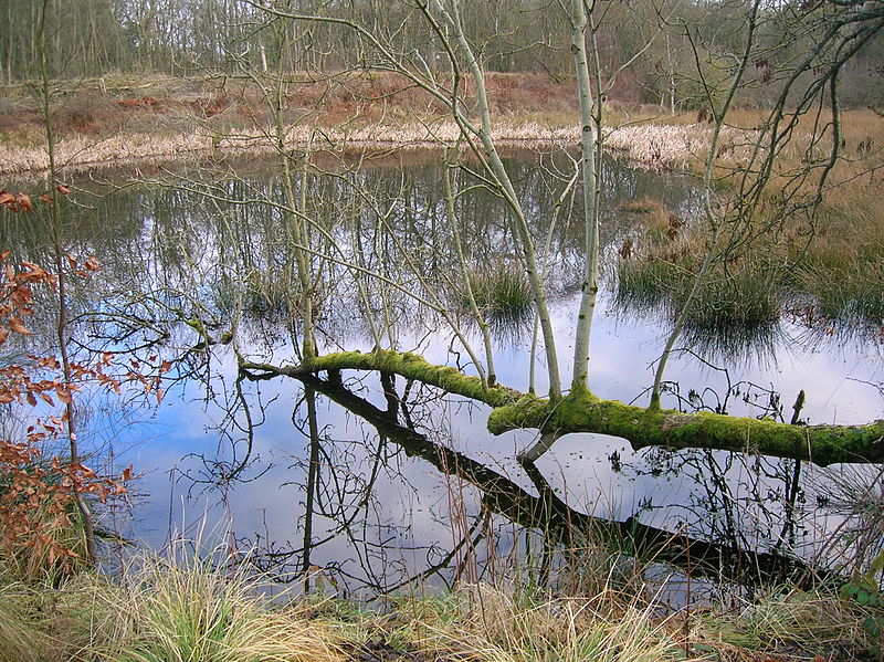 Littlestane Loch