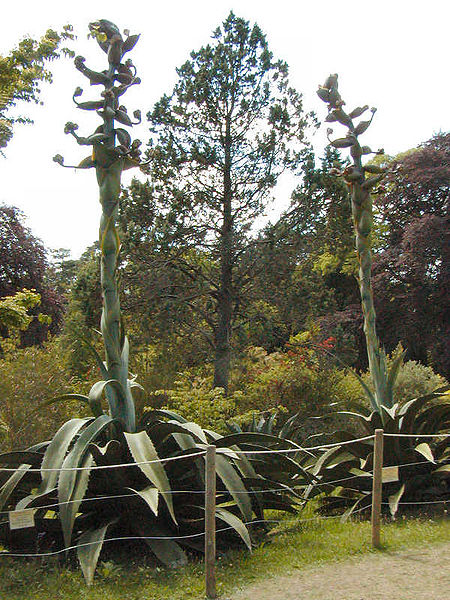 Glendurgan Gardens