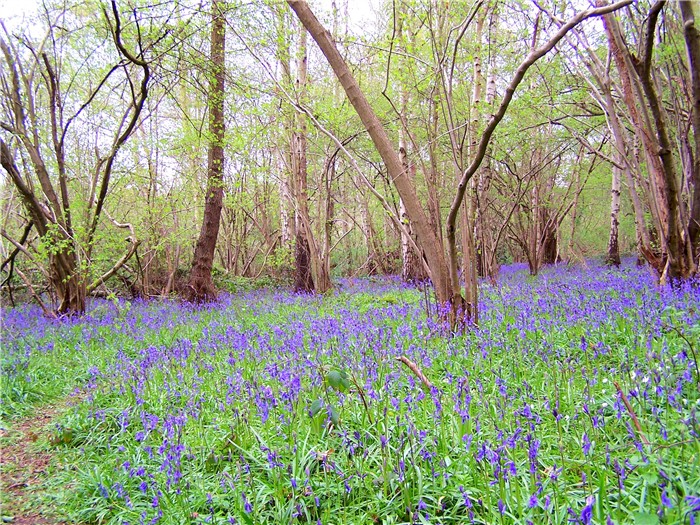 Swithland Wood and The Brand