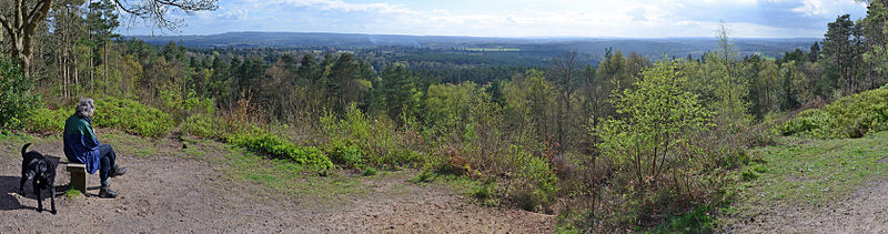 Puttenham and Crooksbury Commons