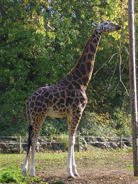 Paignton Zoo