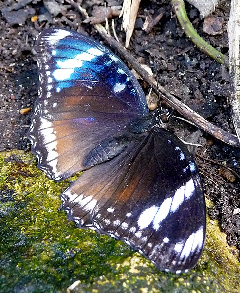 Stratford Butterfly Farm