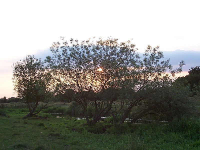 Doxey Marshes