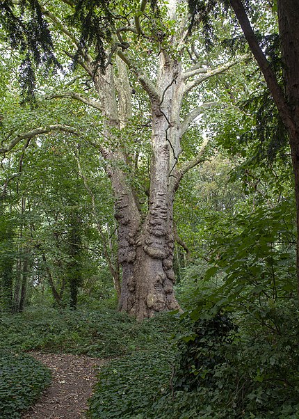 Barn Elms