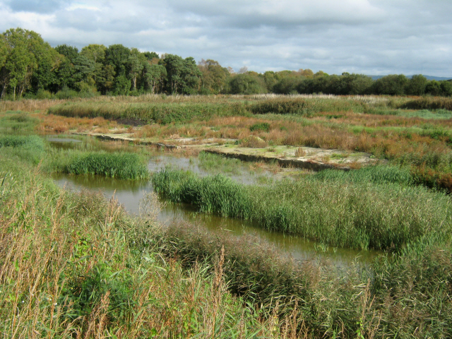 Westhay Moor