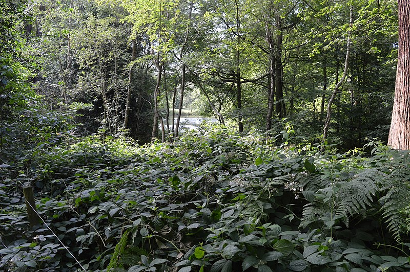 Hampstead Heath Woods