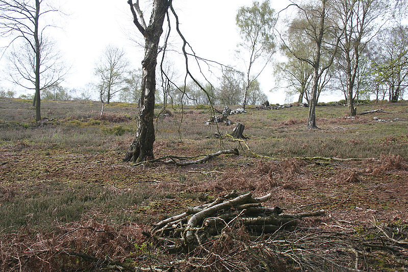 Bickerton Hill