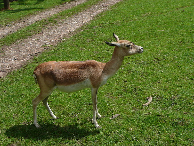 Howletts Wild Animal Park