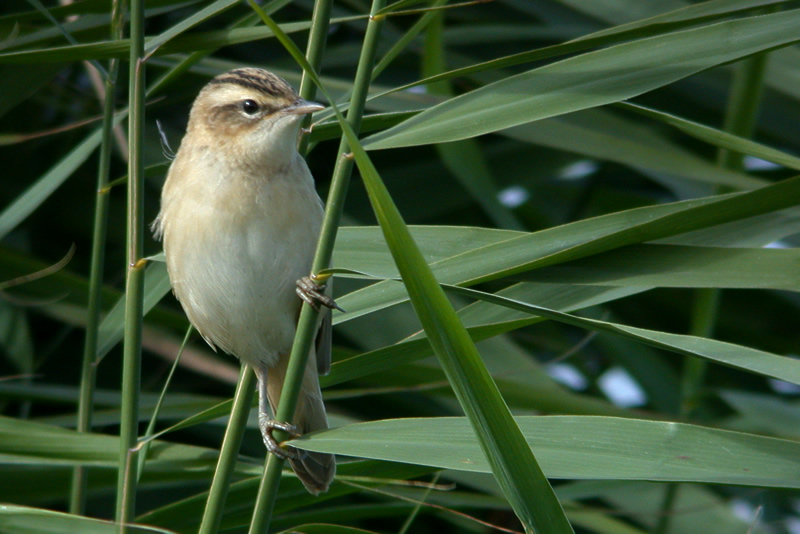 Titchwell Marsh