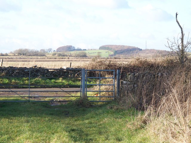 Puckham Woods