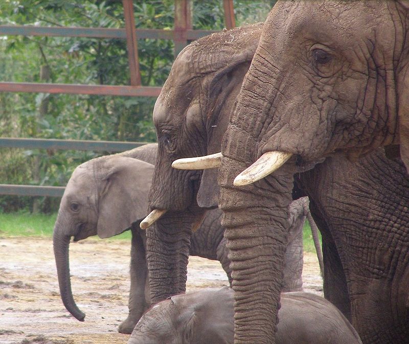 Howletts Wild Animal Park