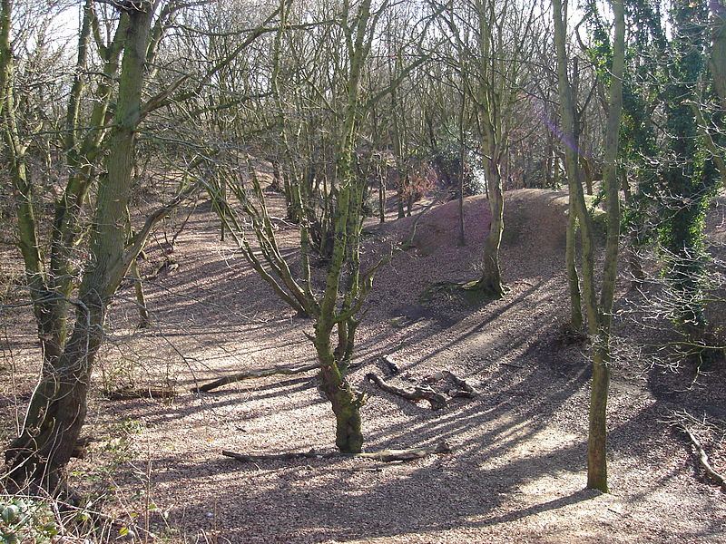 Mousehold Heath