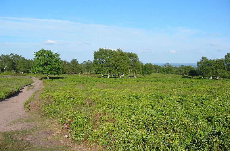 Bickerton Hill