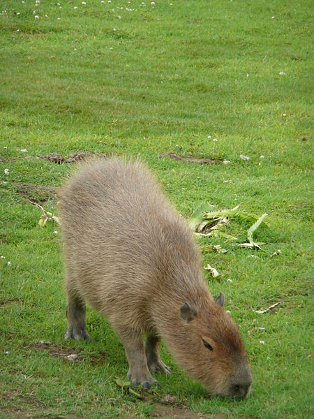 Howletts Wild Animal Park