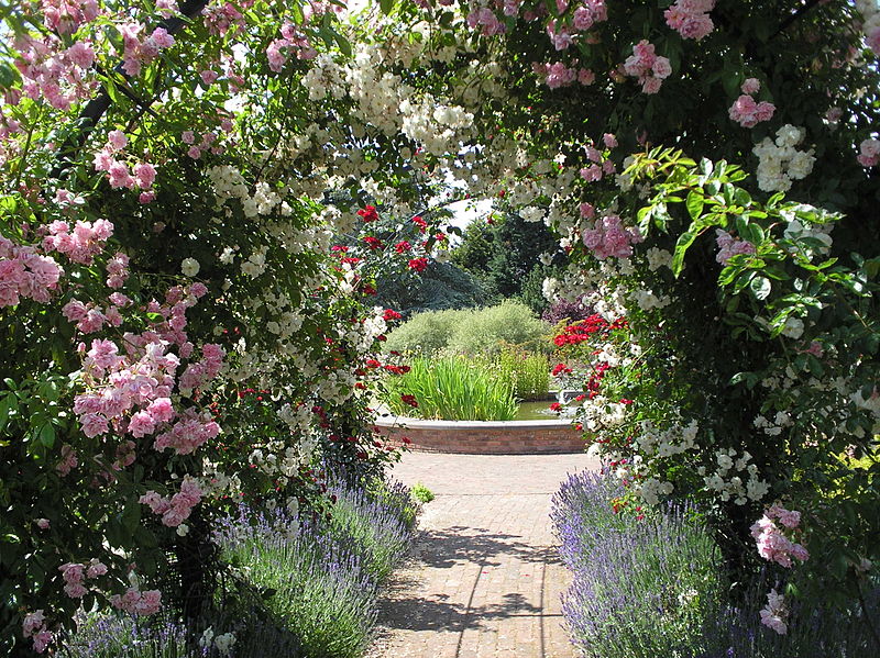 Jardin de la Royal National Rose Society