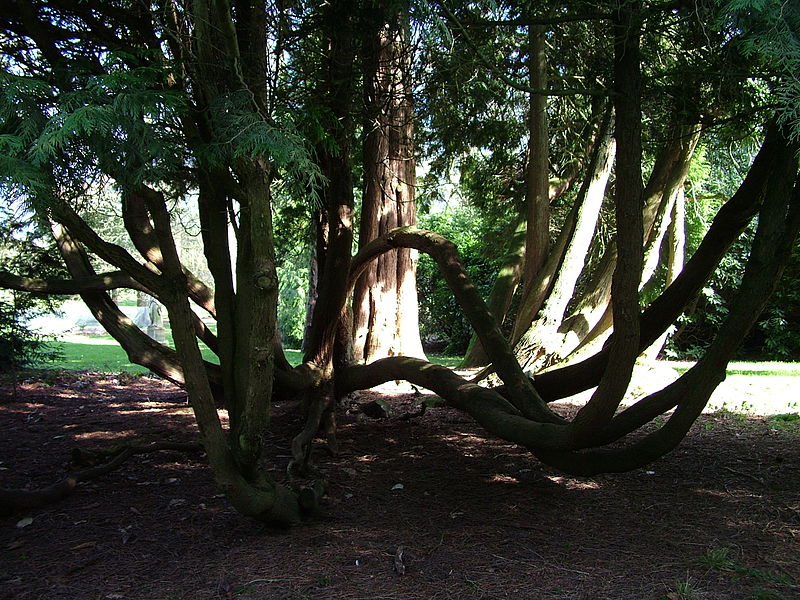 West Dean Gardens