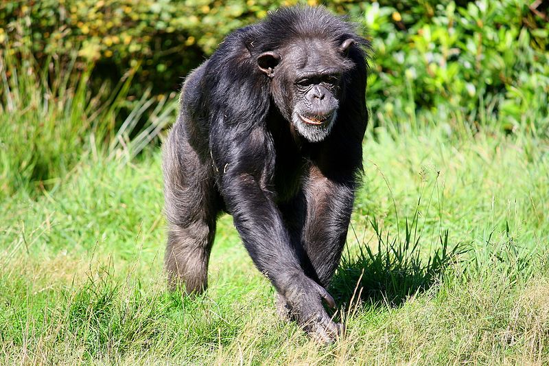 Blair Drummond Safari Park