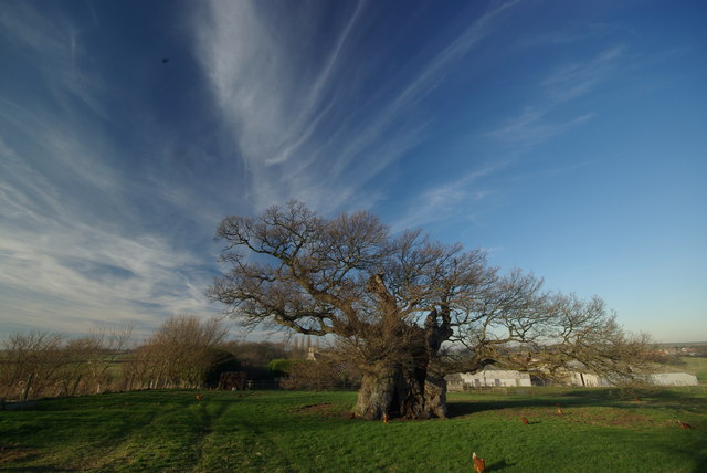 Bowthorpe Oak