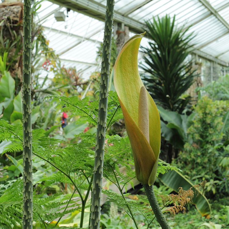 Real jardín botánico de Kew