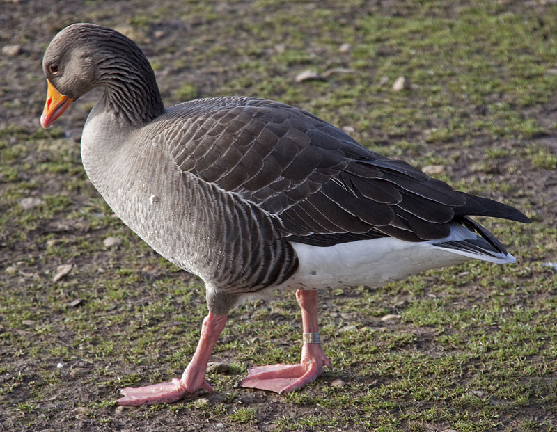 Lindisfarne National Nature Reserve