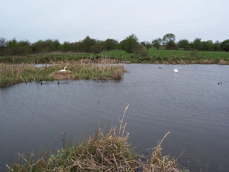 Doxey Marshes